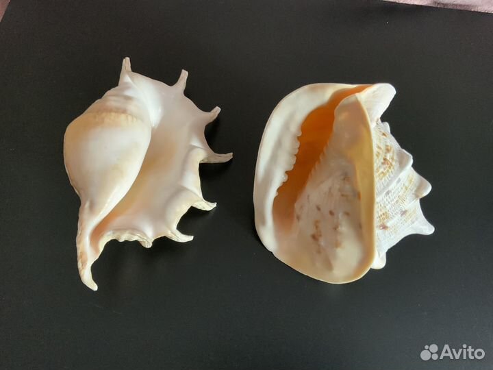 Морские ракушки крупные