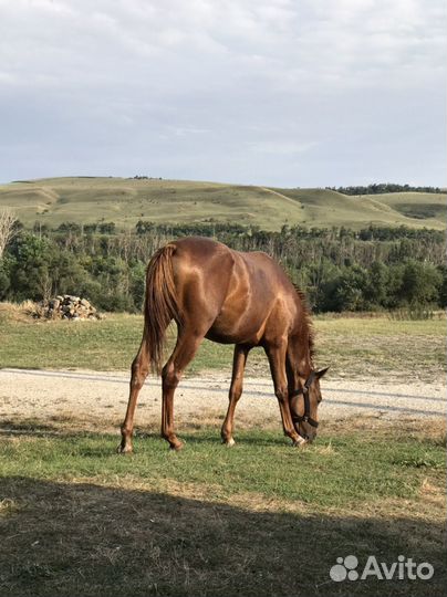 Арабские лошади