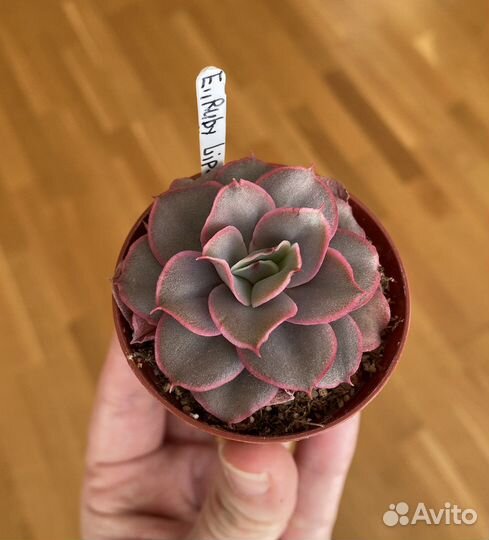 Суккуленты