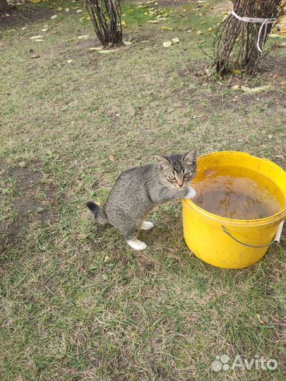 Кошки в добрые руки бесплатно