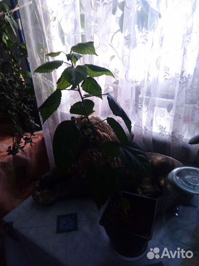 Домашние цветы