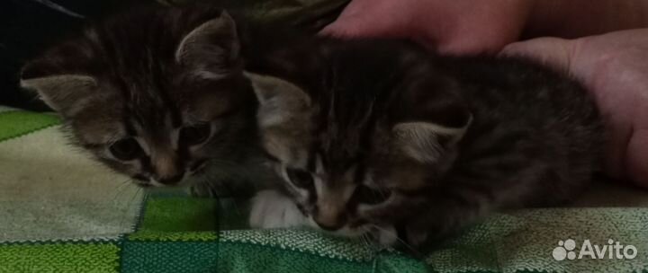 Кот и кошка