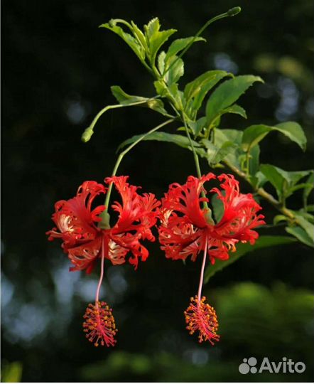 Гибискус шизопеталус