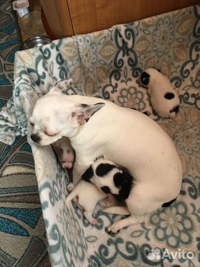 Щенки чихуахуа мини девочки