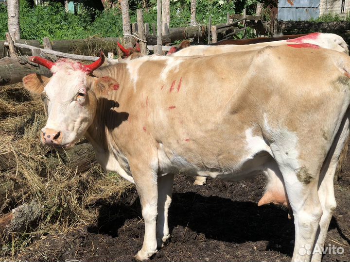 Корова дойная