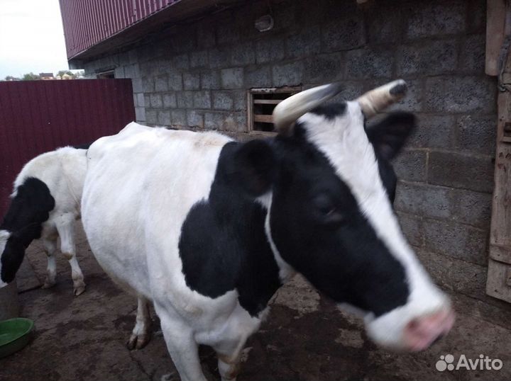 Корова дойная