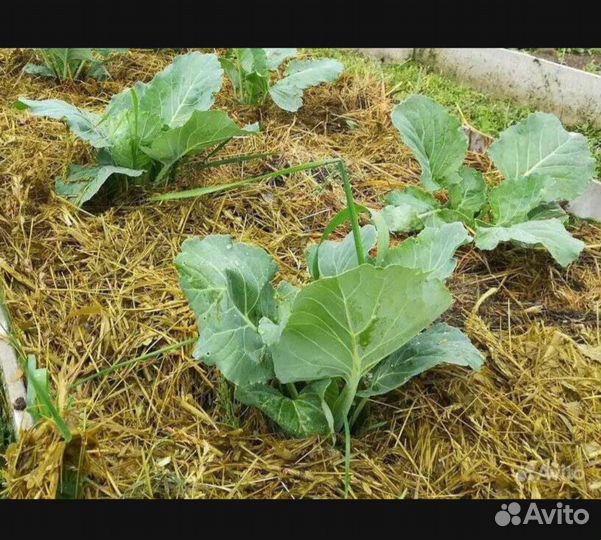 Мульча в блоках