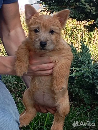 Норвич терьер РКФ