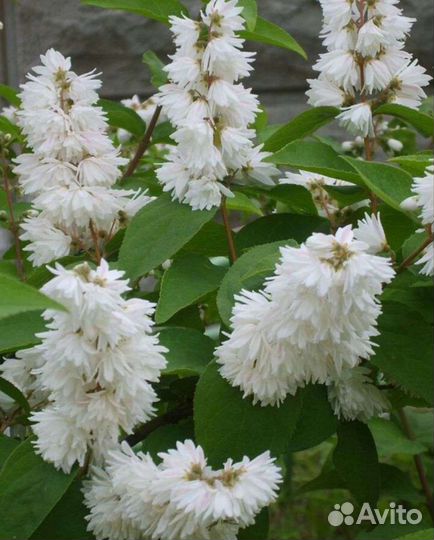 Дейция махровая