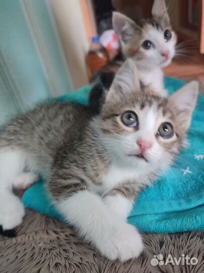 Кошка в дар