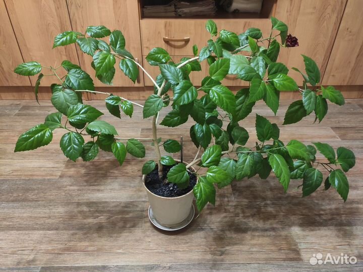 Гибискус Роза Китайская