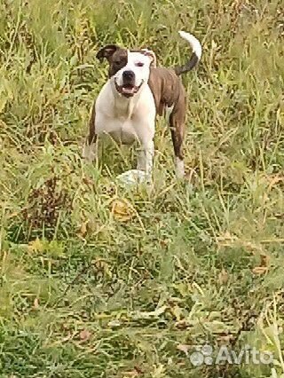 Американский питбультерьер вязка