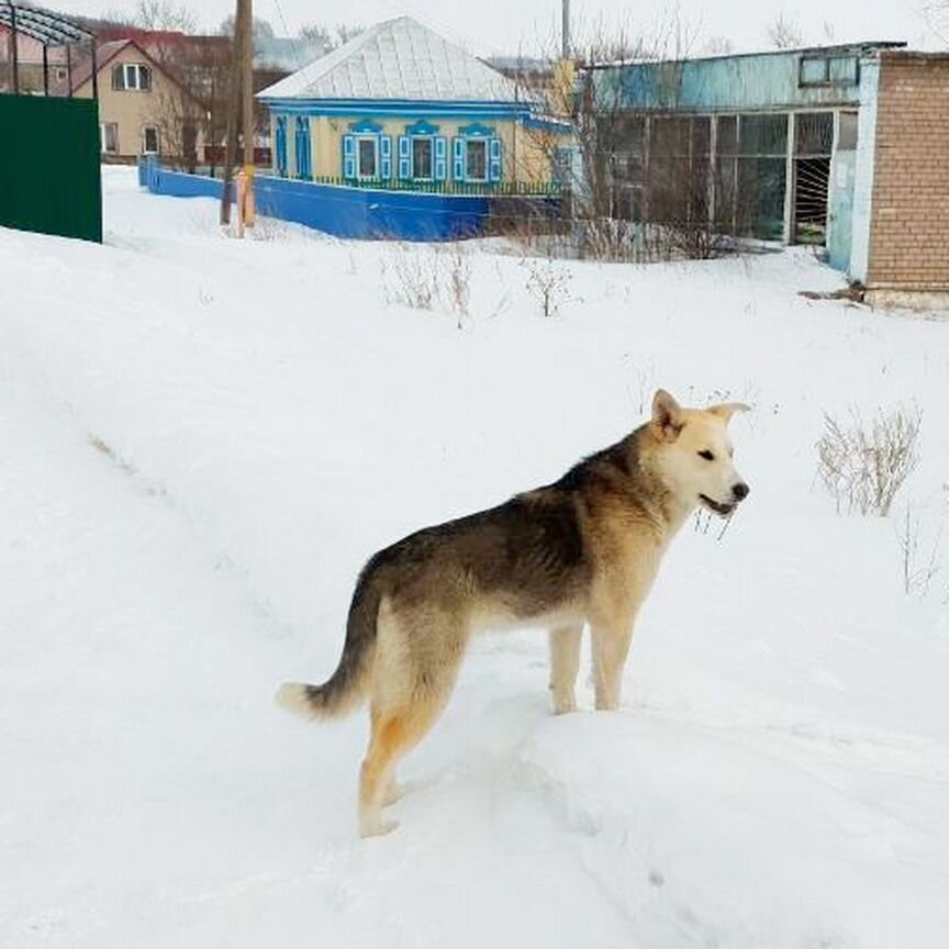 Собака в добрые руки