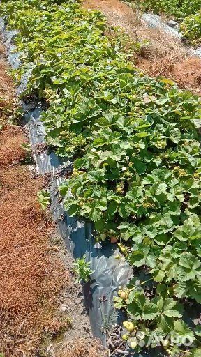 Продаем саженцы малины, смородины и клубники