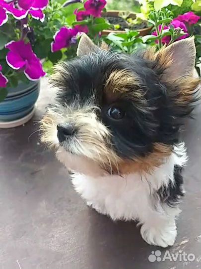 Бивер мальчик