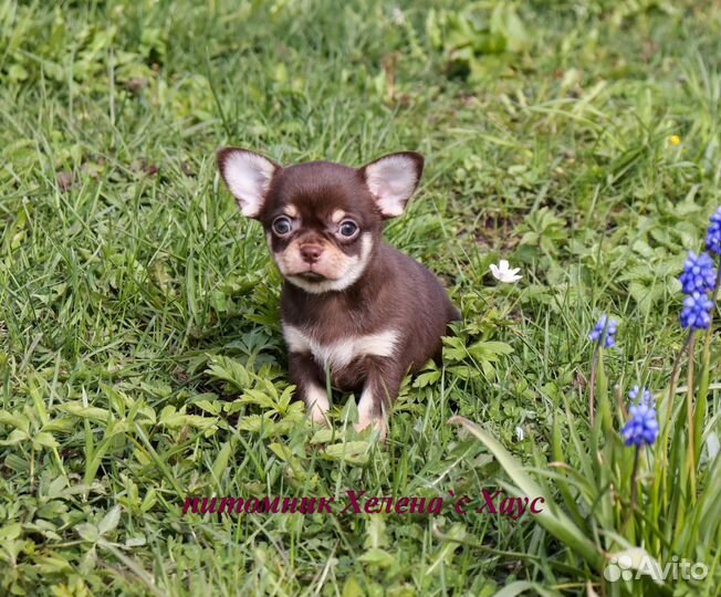 Очаровашки