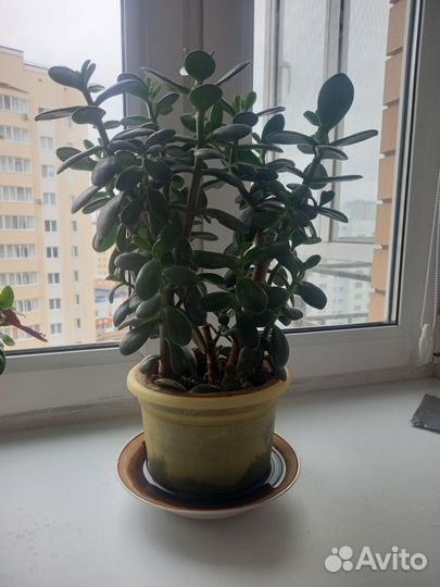 Денежное дерево