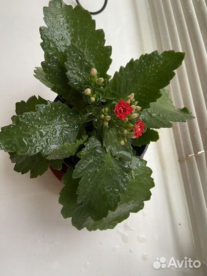 Каланхоэ цветущий