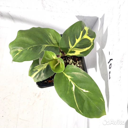 Калатея электрик шок