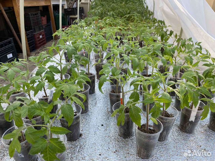 Рассада кабачков, тыквы, томатов