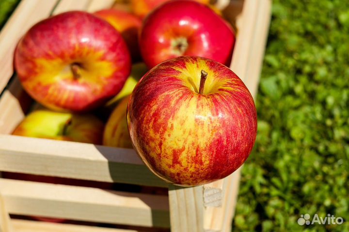 Разнорабочий в Сады придонья. Оплата сразу