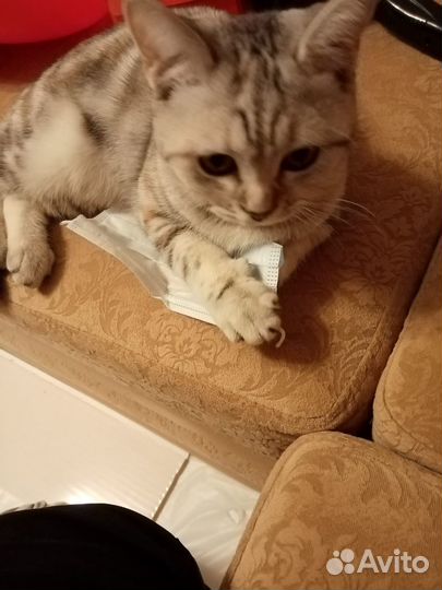 Кошка бесплатно
