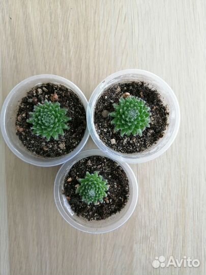 Комнатные растения