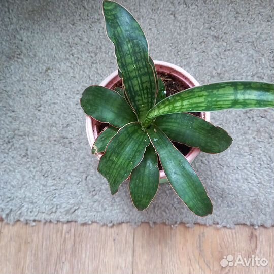 Сансевиерия Кирки Сильвер Блю варигатный и др