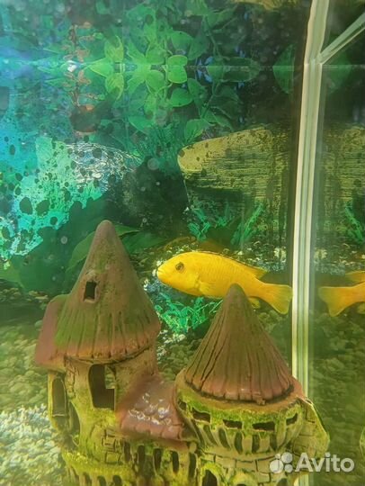 Аквариум с рыбками