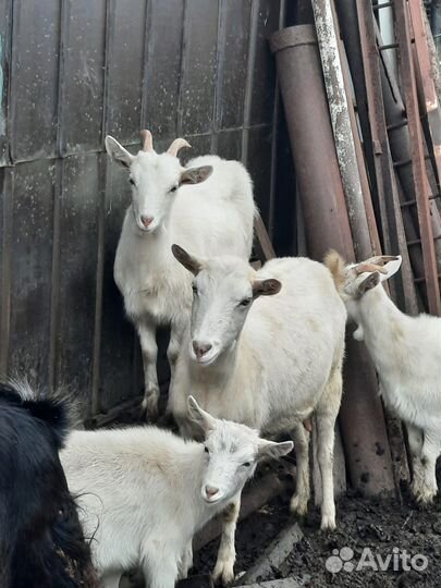 Зааненская коза