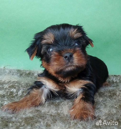 Йоркширский терьер