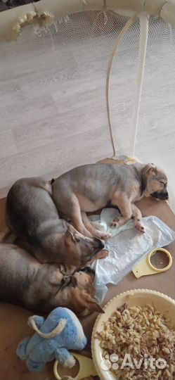 Отдам щенков в добрые руки Девочки
