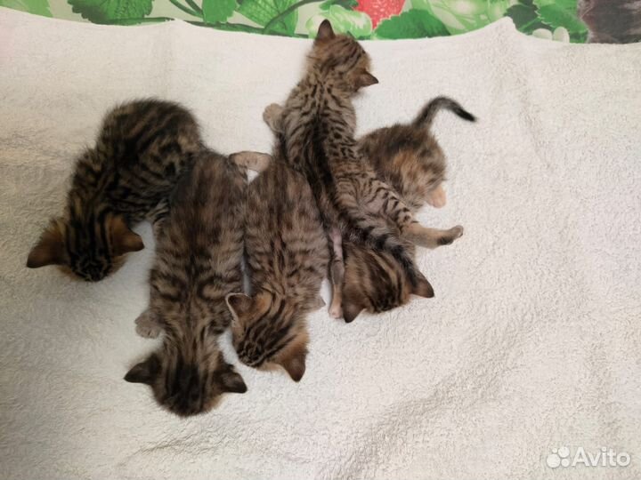Бенгальская кошка
