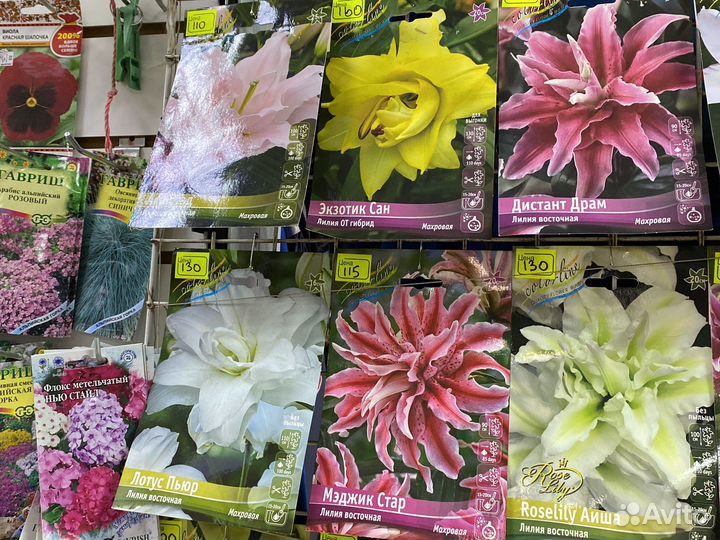 Лилии луковицы