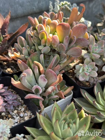 Суккуленты