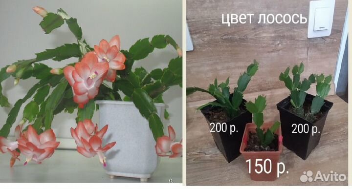 Цветок декабрист красный/ лосось