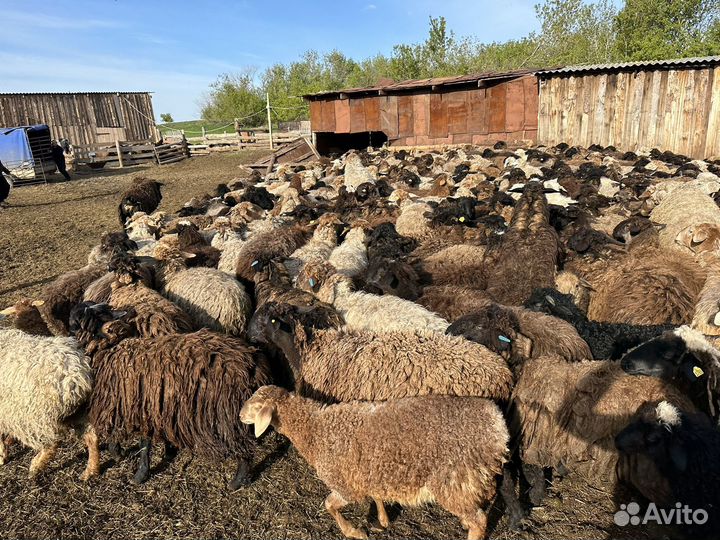 Продаётся Овцы бараны