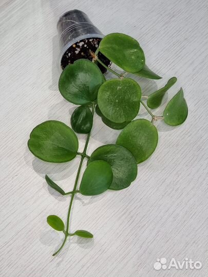 Дисхидия apple leaf