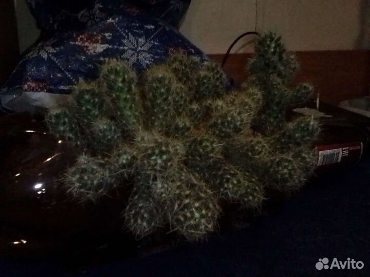 Кактусы отростки,молочай