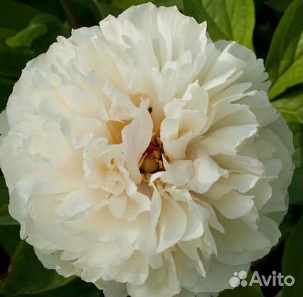 Пионы деленки Баллерина