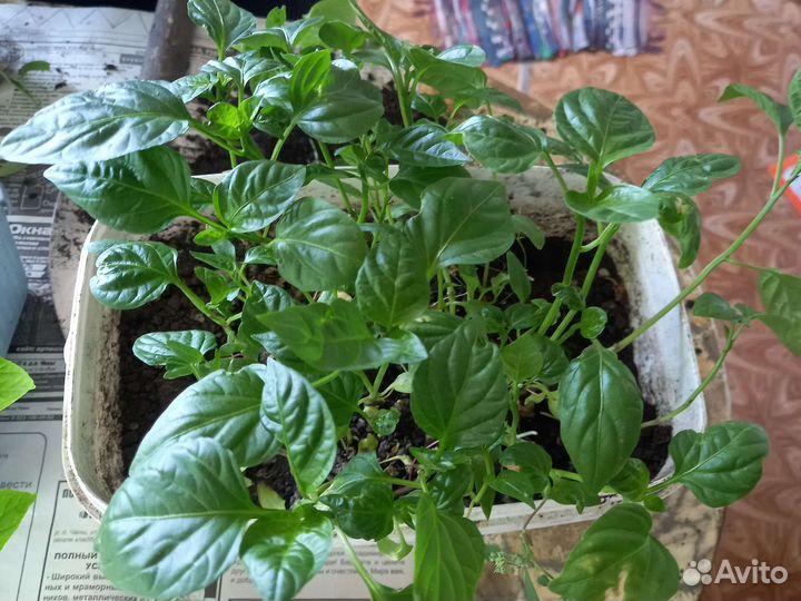 Перец болгарский рассада