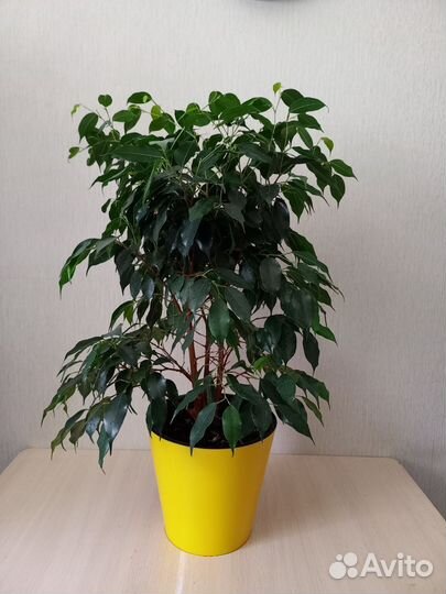 Фикус бенджамина
