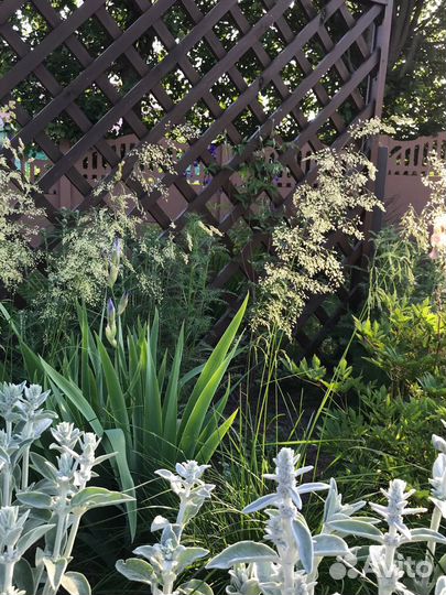 Декоративные злаки