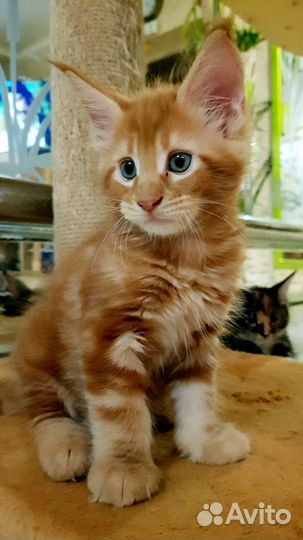 Котята мейн-кун рыжие мальчик