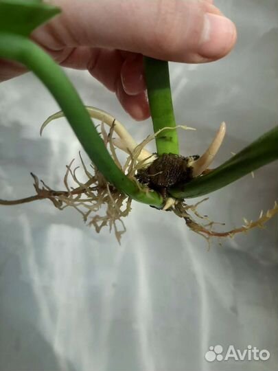 Филодендрон нарроу эскейп и голден крокодил