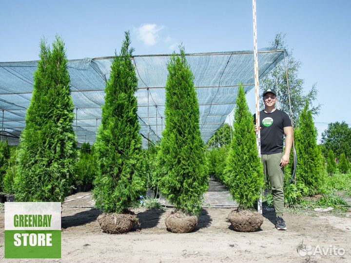 Туи 160 см
