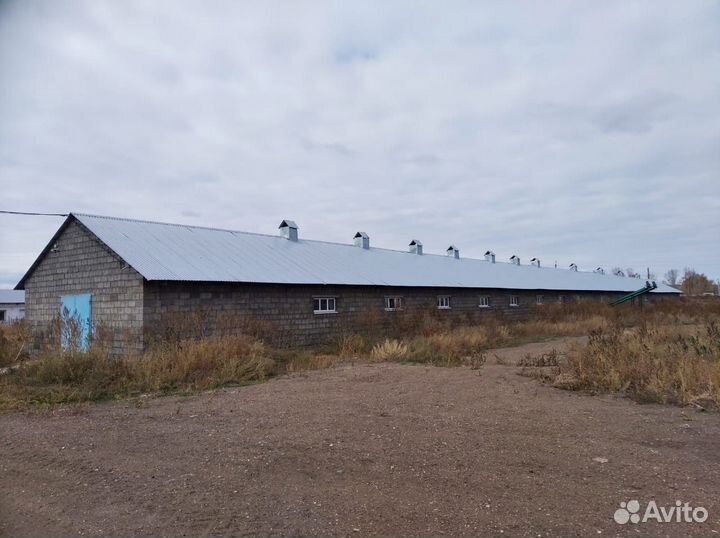 Сдается в аренду животноводческий комплекс
