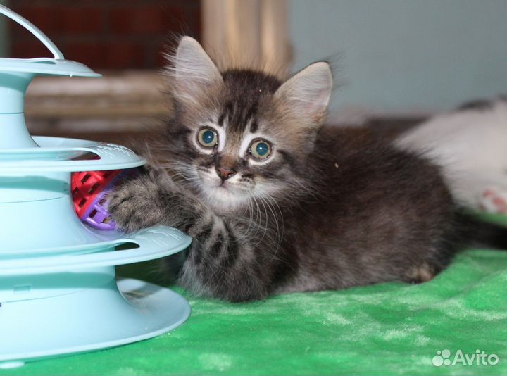 Котята ищут дом