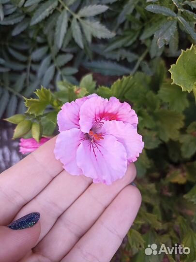 Пеларгония герань