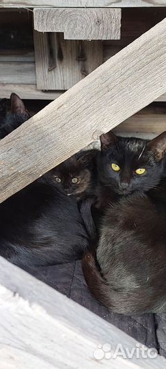 Котята в добрые руки